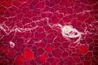 Africa-Tanzania-Aerial view of patterns of red algae and salt formations in shallow salt waters Art Print